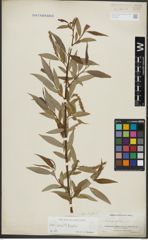 Foto von Salix alba L. x Salix fragilis L.
